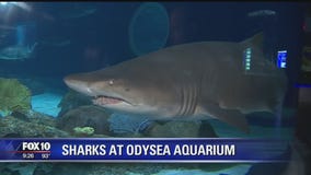 OdySea Aquarium unveils new shark exhibit