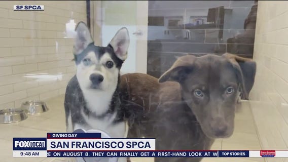 Help a pet in need with a donation to the SFSPCA Pet Toy Drive