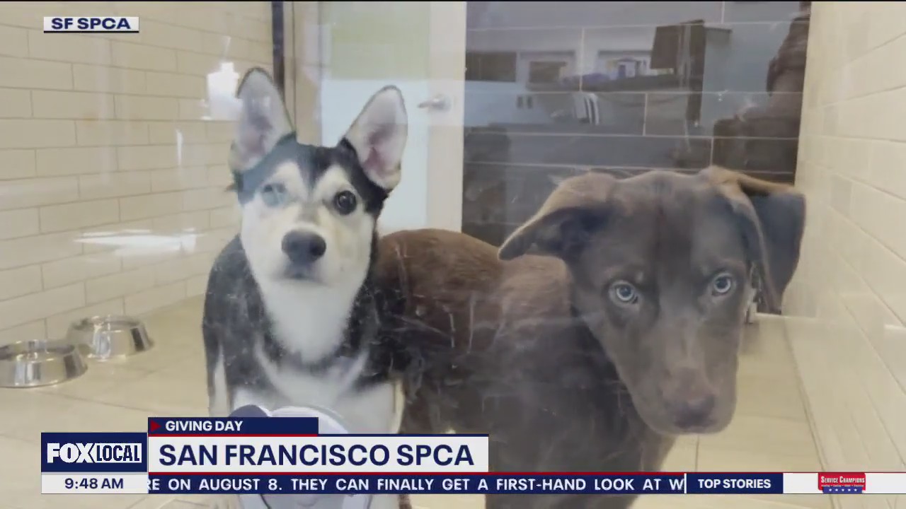 Help a pet in need with a donation to the SFSPCA Pet Toy Drive