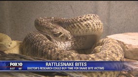 Arizona doctor's research could buy time for snake bite victims