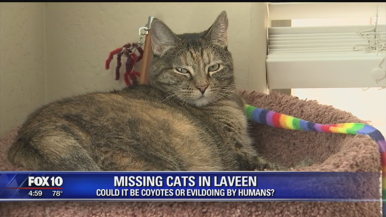 WHAT HAPPENED? Cats disappearing from Laveen neighborhood