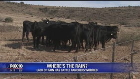 Cattle farmers in Northern Arizona planning for continued dry weather