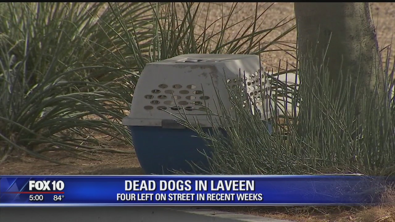 Dogs found dead in crates on side of Laveen street