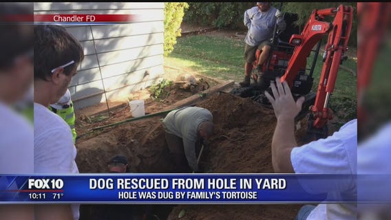 Dog rescued from Chandler family's backyard