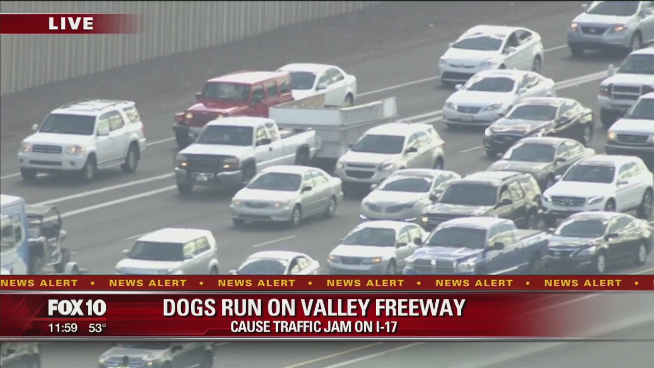 Dogs on highway cause traffic backup on I-17
