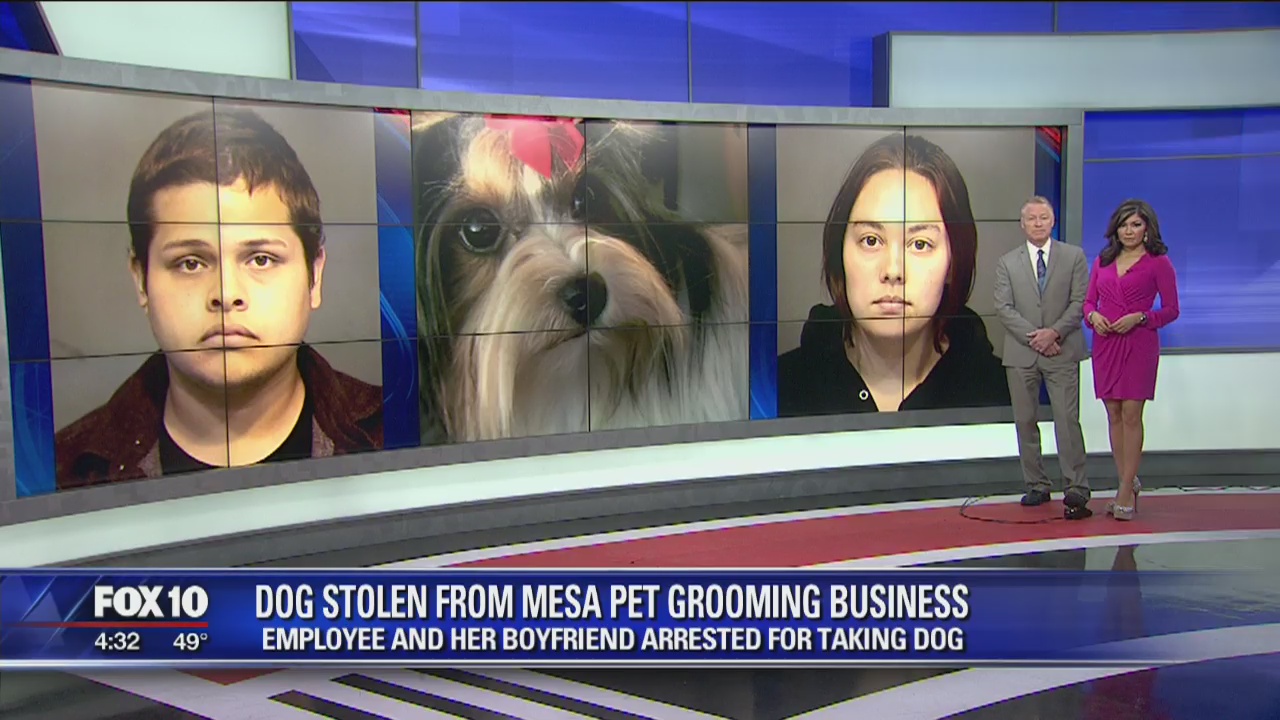 Dog stolen from Mesa pet grooming business
