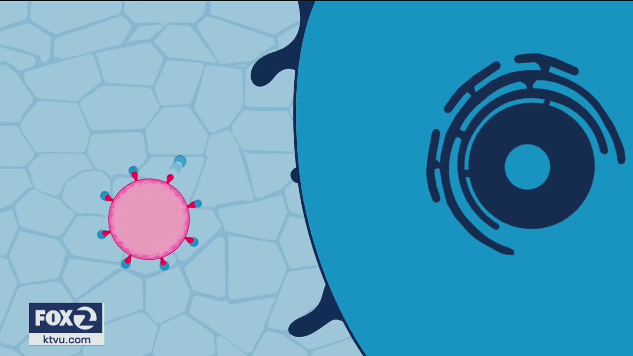 UCSF creates potential coronavirus treatment