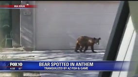 Game and Fish: Bear found in Anthem euthanized