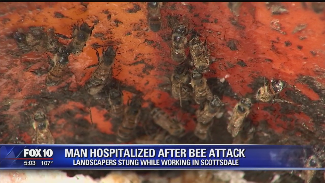 Landscapers attacked by bees in Scottsdale