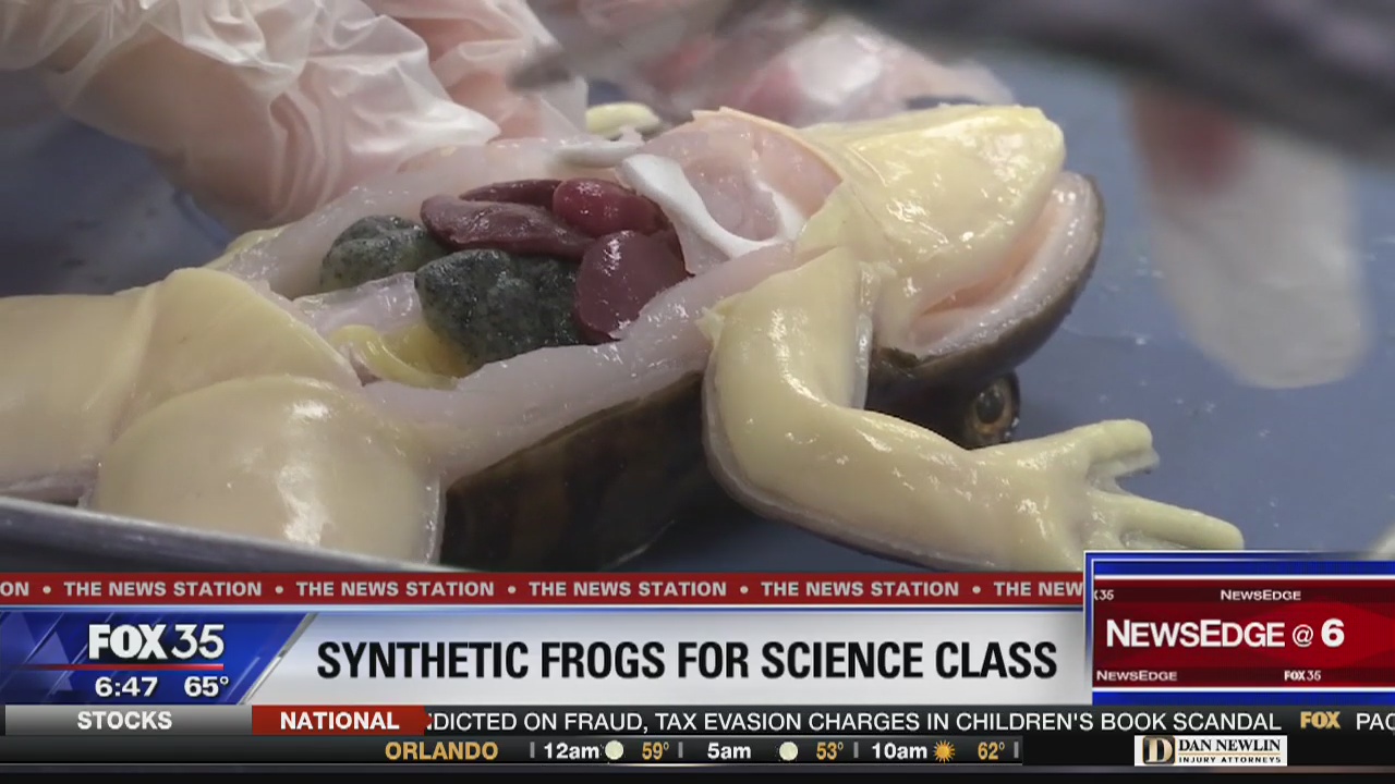 Florida school first to use synthetic frogs for dissections