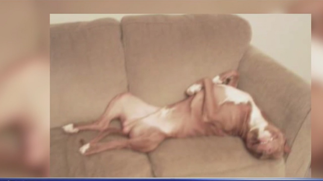 MCSO: Deputy fatally shot dog after attacking K-9 in Youngtown | FOX 10 ...
