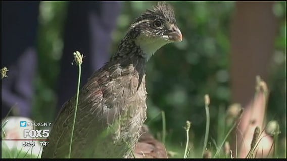 Tick-eating birds on Long Island