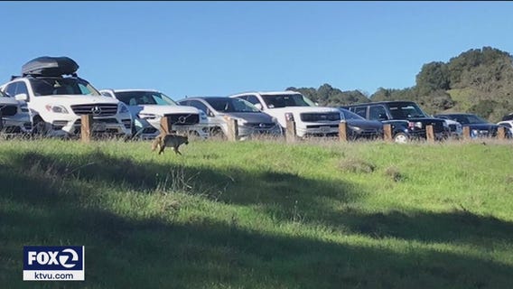 5th coyote attack in East Bay