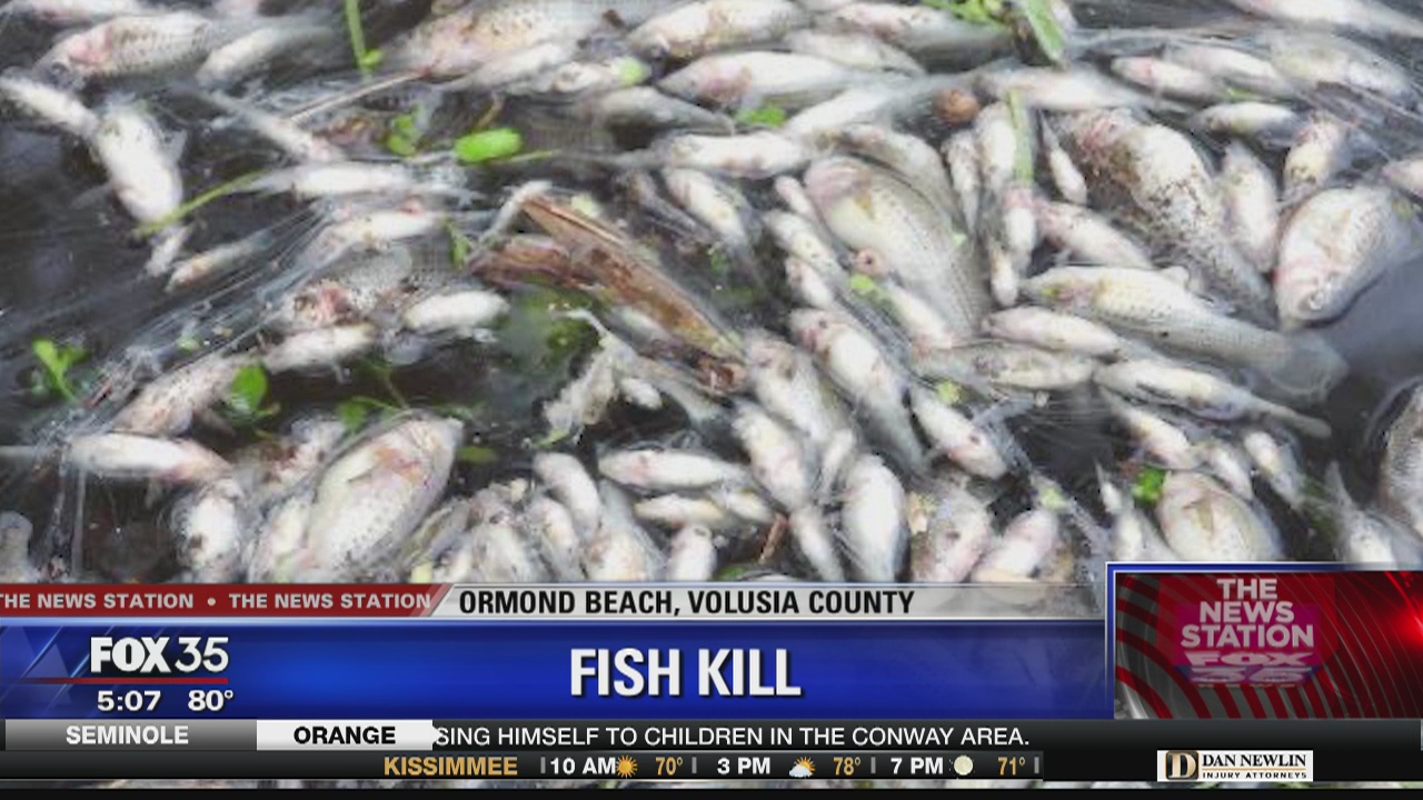 Massive fish kill at Ormond Beach park