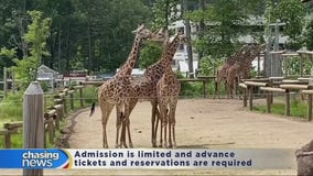 Turtle Back Zoo reopens after three-month closure