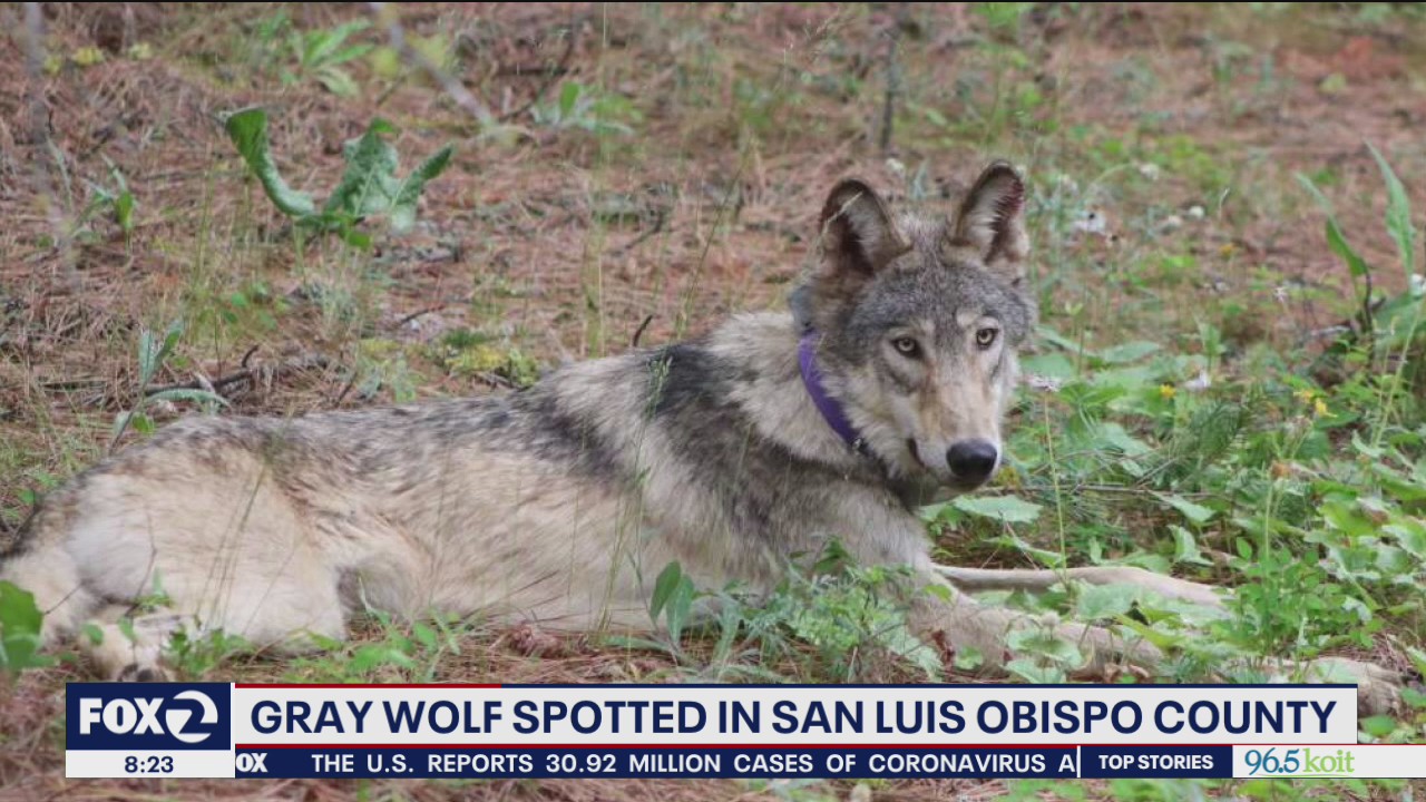 Gray wolf spotted in San Luis Obispo County
