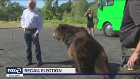 Republican John Cox brings live bear on recall campaign trail as Newsom picks up new endorsements