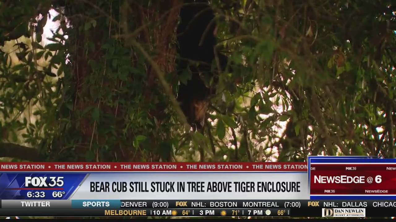 Bear cub still stuck in tree over tiger enclosure at animal sanctuary