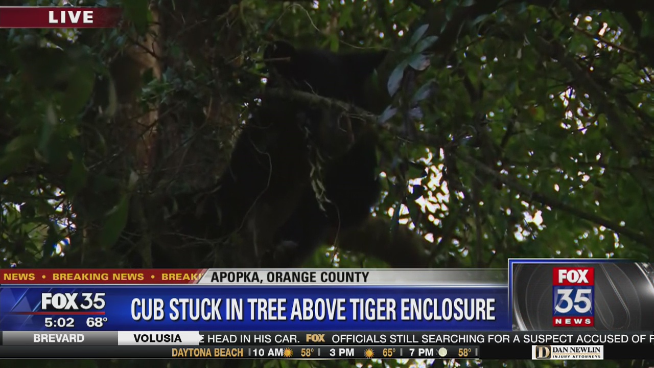 Bear cub trapped in tree over tiger enclosure
