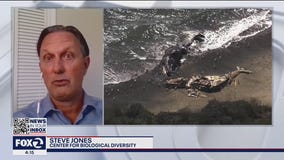 Another dead Gray Whale washes ashore, 17th whale since April