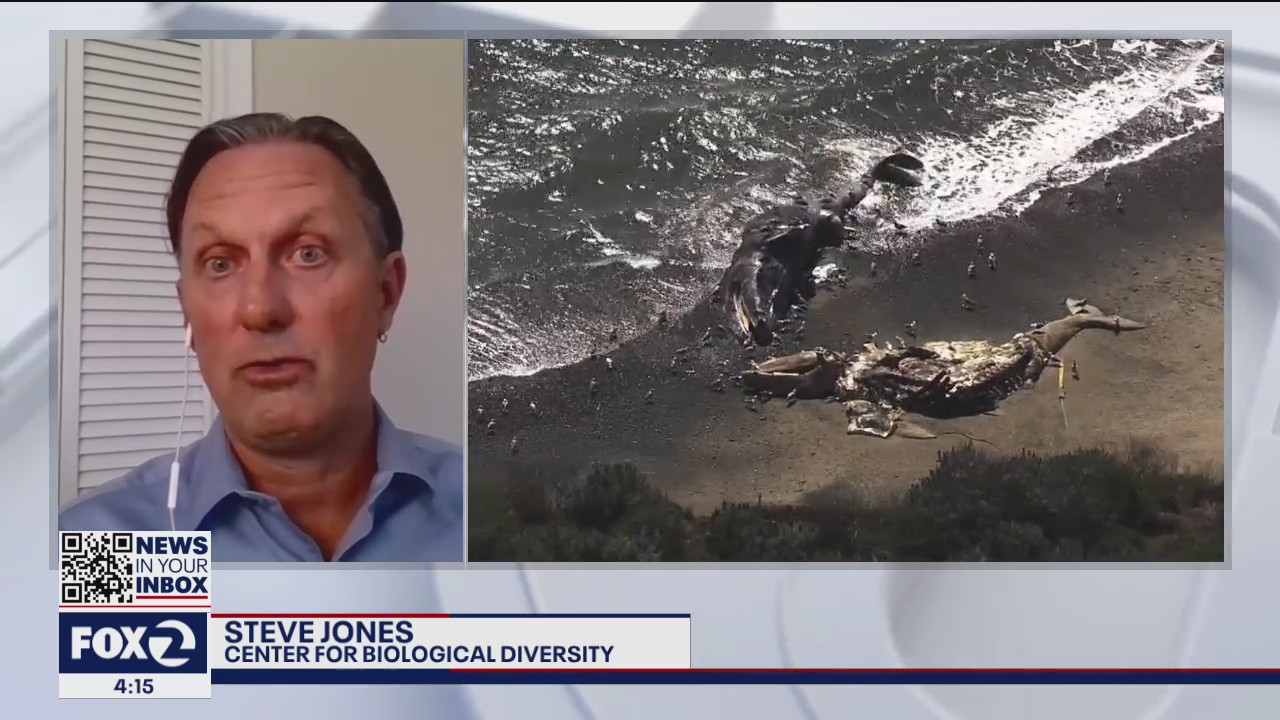 Another dead Gray Whale washes ashore, 17th whale since April