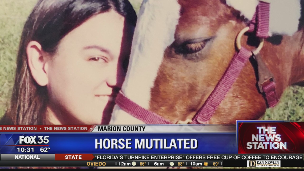 Deputies investigate horse mutilation near Ocala