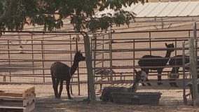 If you're in need of an alpaca, head to this California farm