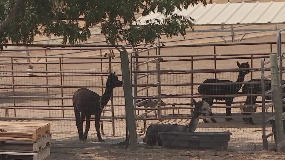 If you're in need of an alpaca, head to this California farm