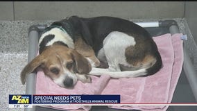 Valley animal shelter cares for special needs dogs