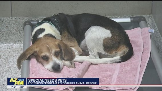 Valley animal shelter cares for special needs dogs