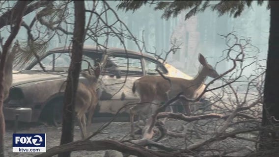 Caldor Fire leads Newsom to declare state of emergency