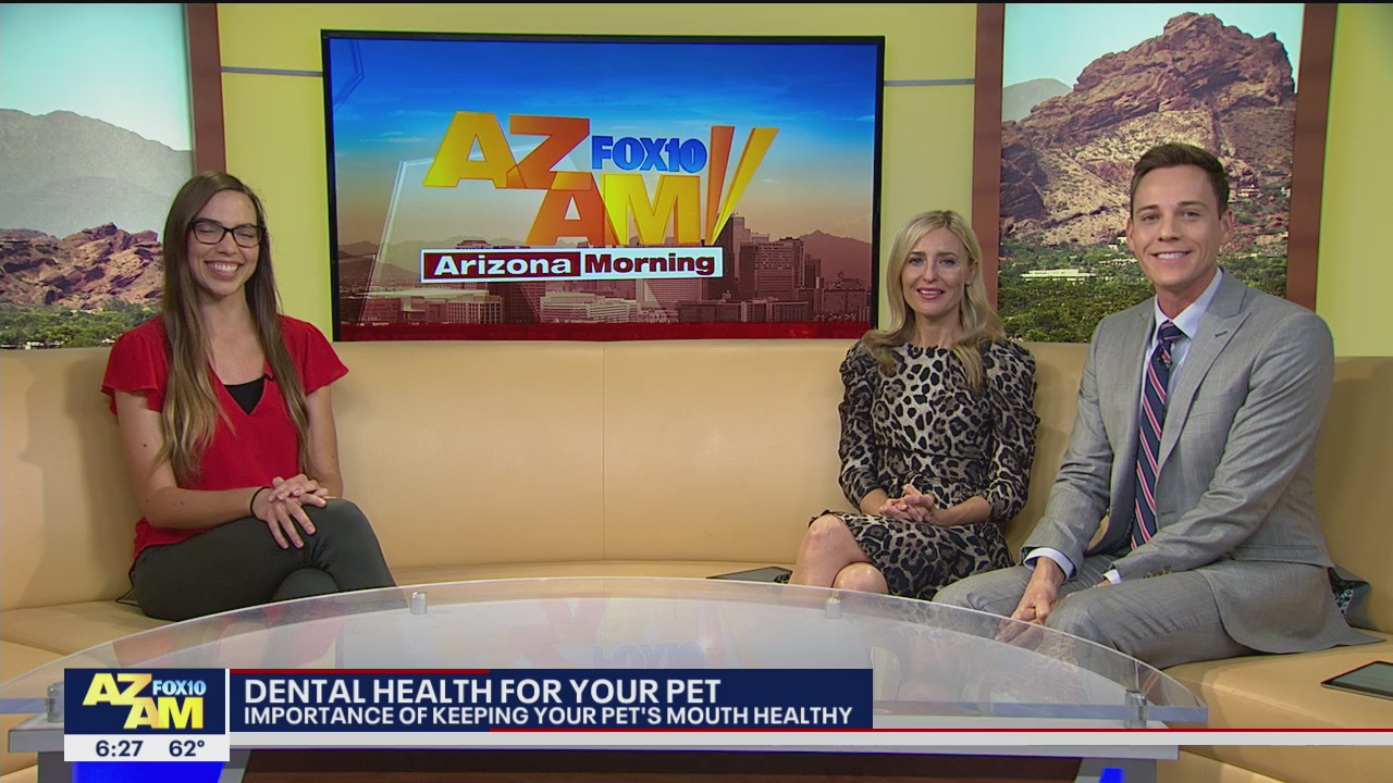 Expert talks about importance of dental health for pets