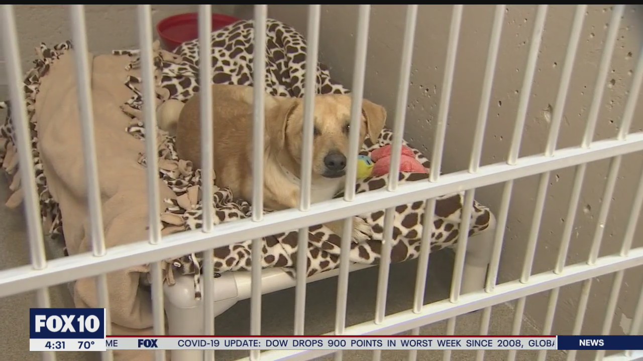 Changes to pet adoptions due to coronavirus pandemic
