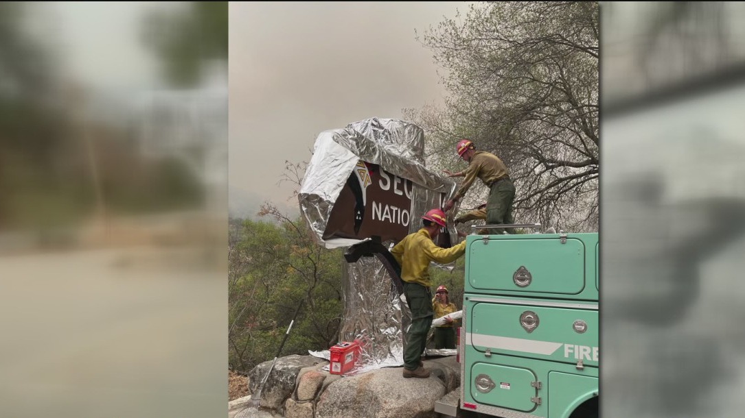 Sequoia National Park rees wrapped in aluminum