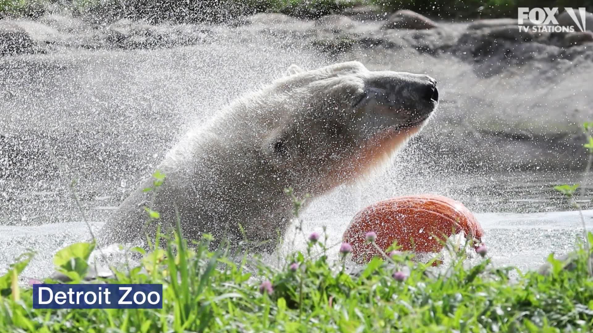 Zoos and aquariums offering live feeds during coronavirus pandemic