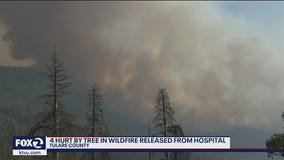 Falling tree in wildfire zone injures 4