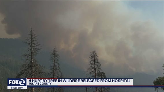 Falling tree in wildfire zone injures 4