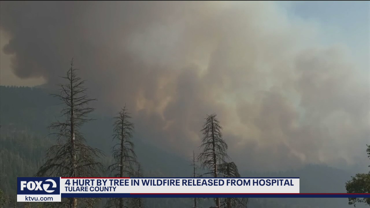 Falling tree in wildfire zone injures 4