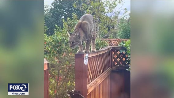 Pet owner warns of bobcat on the prowl in Livermore after fatal attack