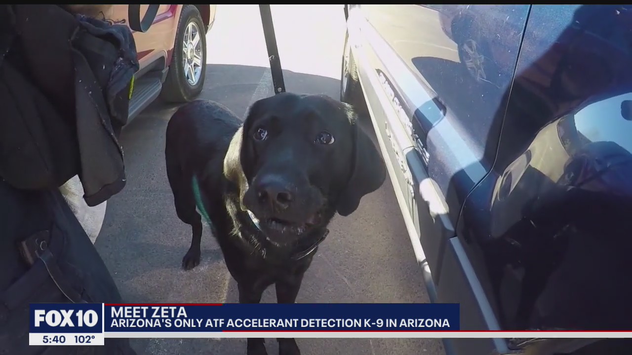Meet Arizona's only ATF accelerant detection K-9