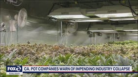 California pot companies warn of impending industry collapse