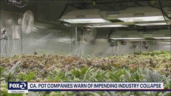 California pot companies warn of impending industry collapse