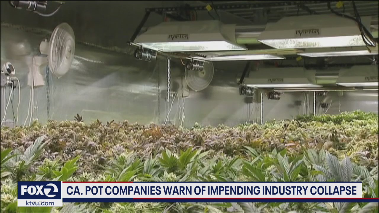 California pot companies warn of impending industry collapse