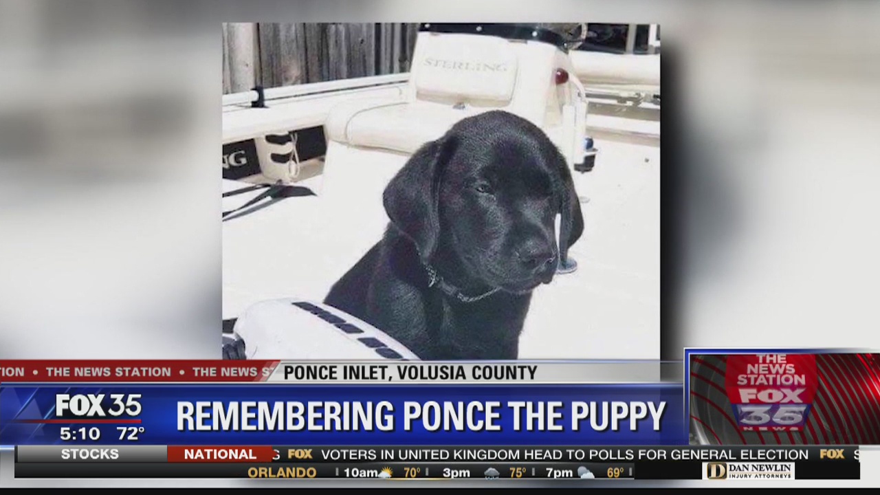 Remembering Ponce the puppy