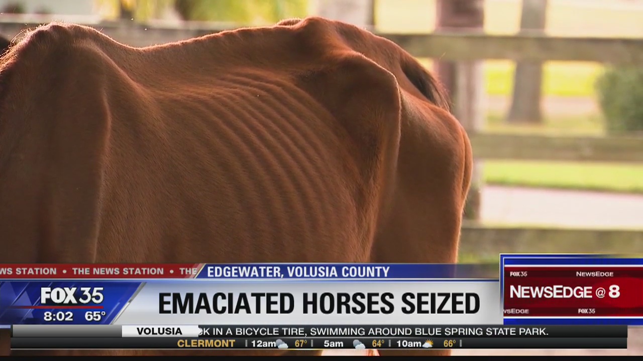 Emaciated horses seized in Edgewater