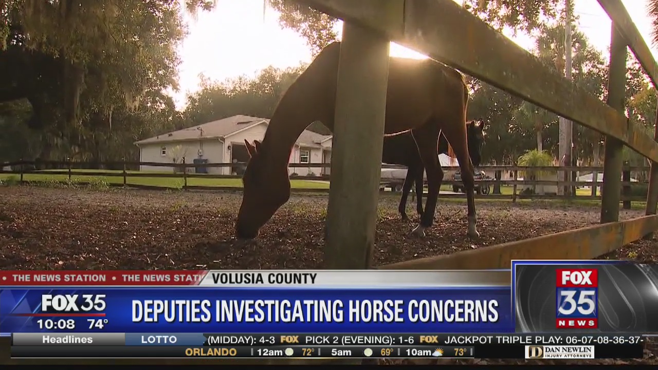 Deputies investigating horse concerns