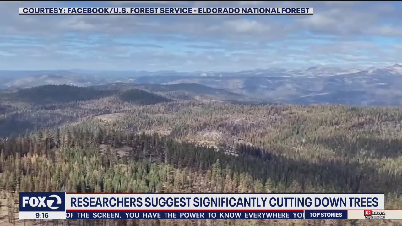 Study encourages significantly cutting down forests to reduce wildfire risk