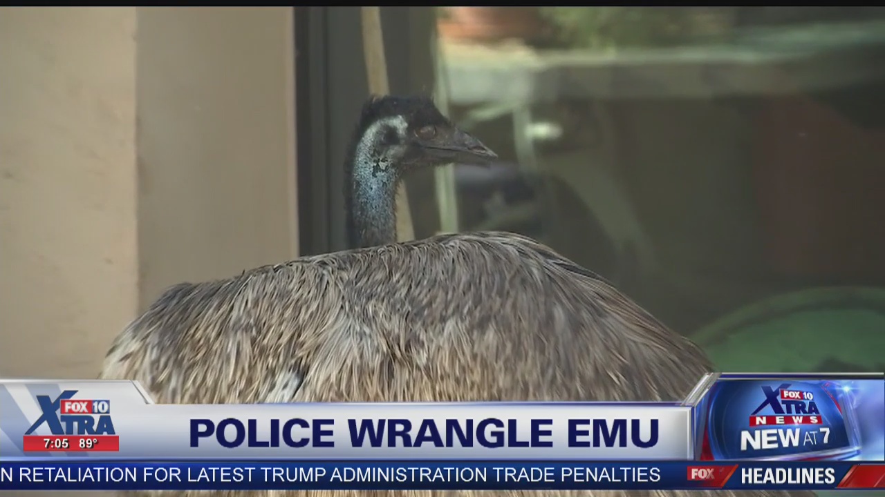 'Emu-sing' pursuit: Police rescue emu on the loose