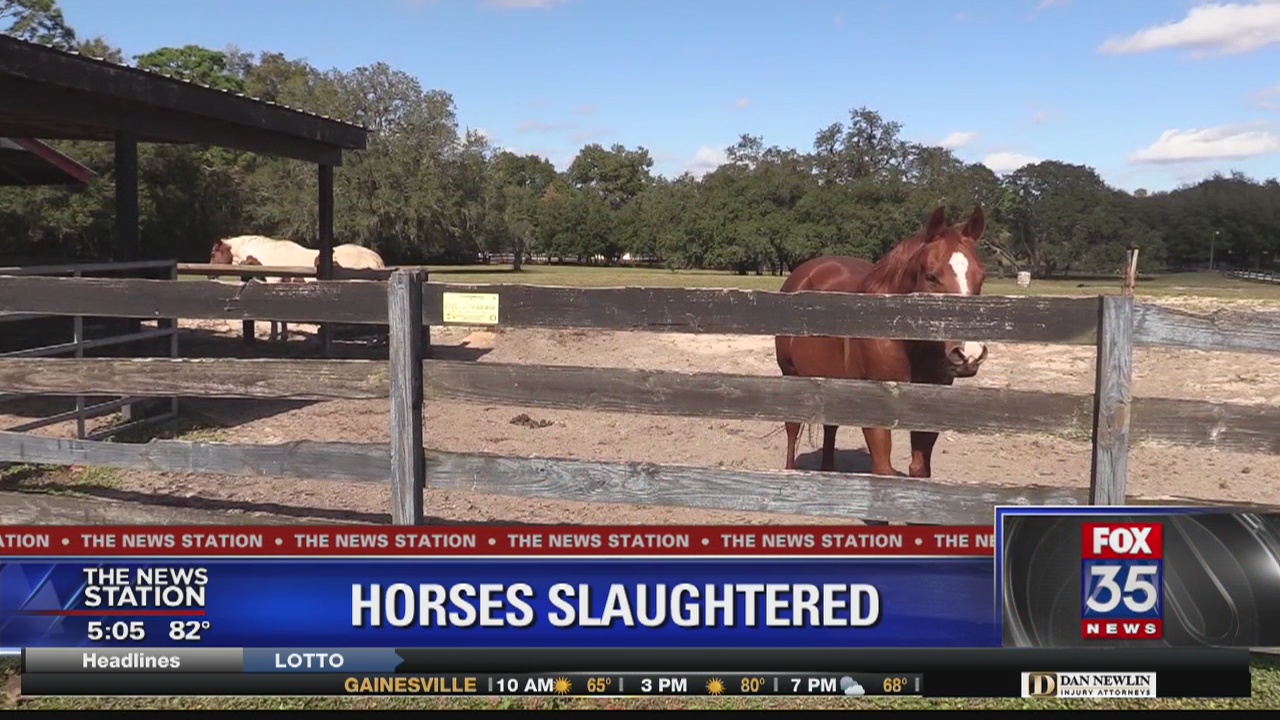 Horses reported slaughtered in Marion County