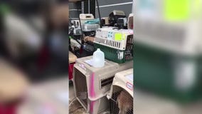 All Sato Rescue Brings Animals From Puerto Rico